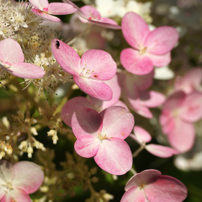 Hortensia paniculata pinky winky - Hydrangea paniculata pinky winky 60 cm Pot 3L