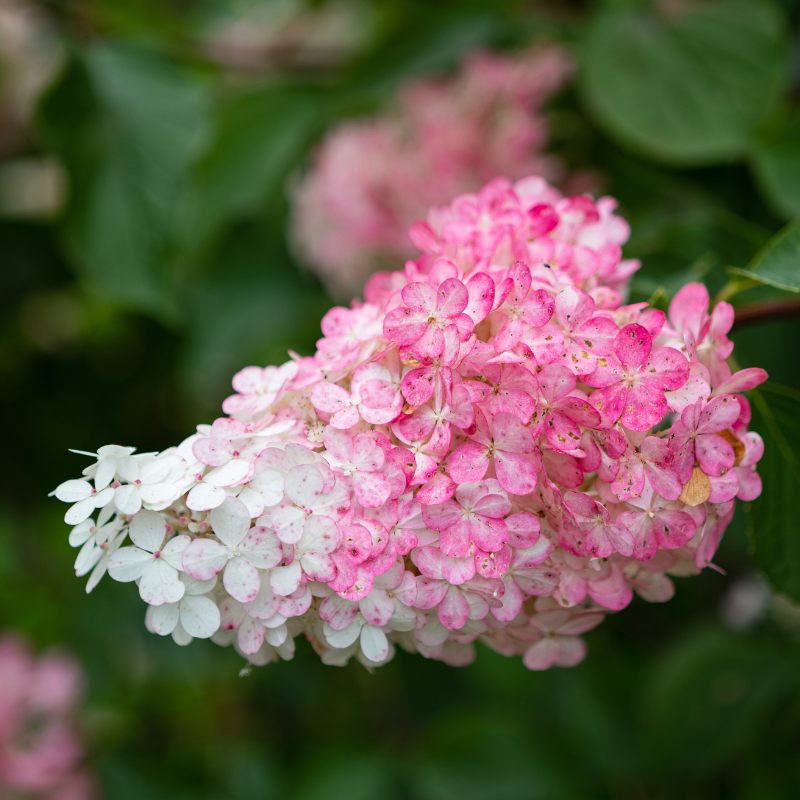 Hortensia paniculata vanille fraise - Hydrangea paniculata vanille fraise 60/80 cm Pot 3L