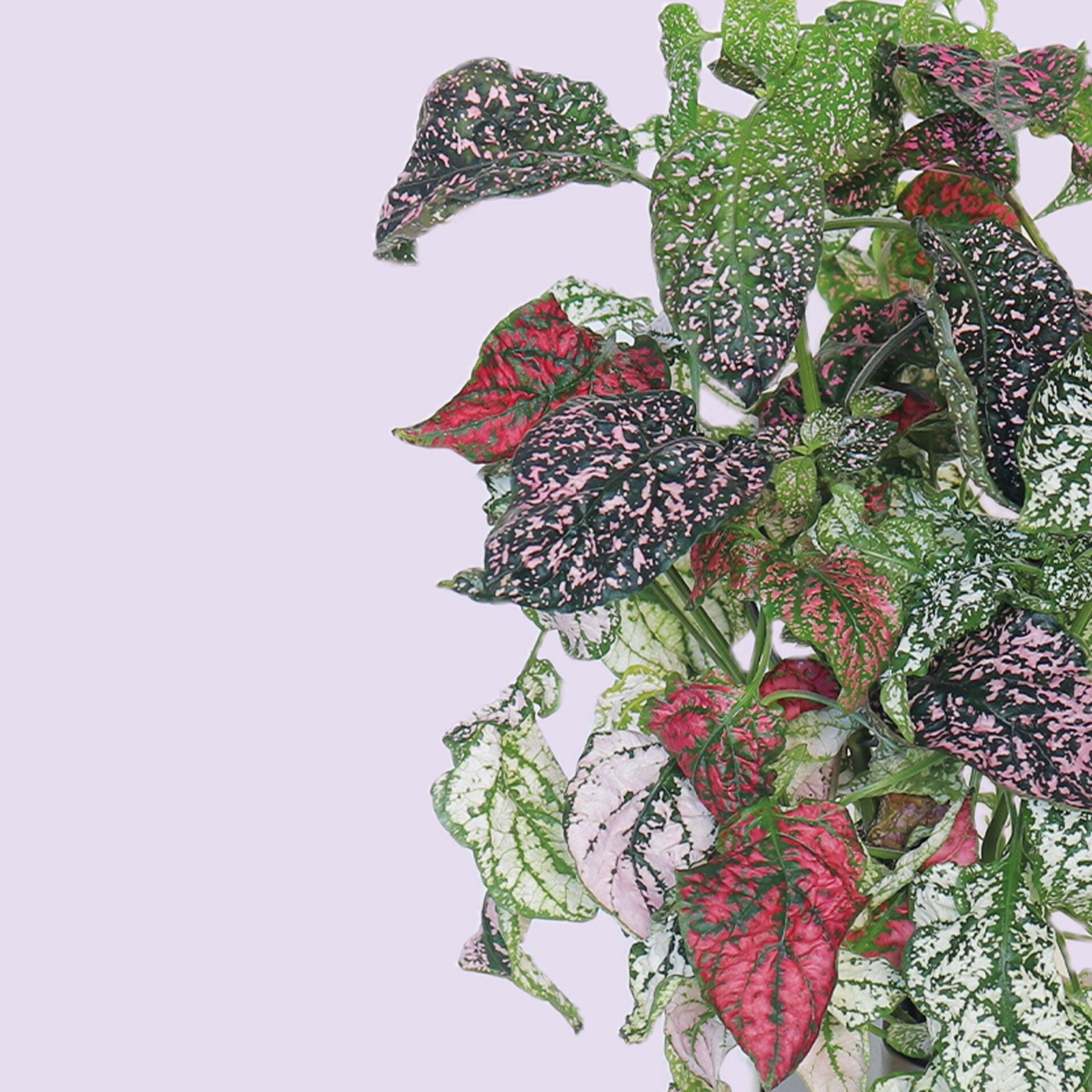 Modulo fleurs et ornementales - Livré avec 4 capsules de coleus, tournesol, rose d’inde et hypoestes