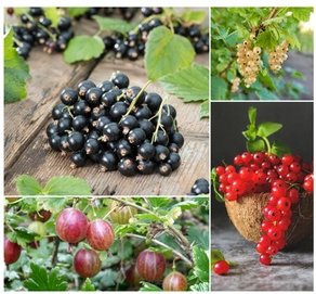 Lot de 4 arbustes variés à baies sur tige 110 – 140 cm - 1 Groseillier sur tige, 1 Cassis sur tige, 1 Groseillier blanc sur tige, 1 Groseillier rouge sur tige