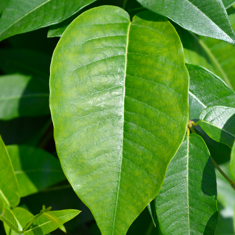Laurier cerise Rotundifolia - Prunus laurocerasus Rotundifolia 60cm en Pot