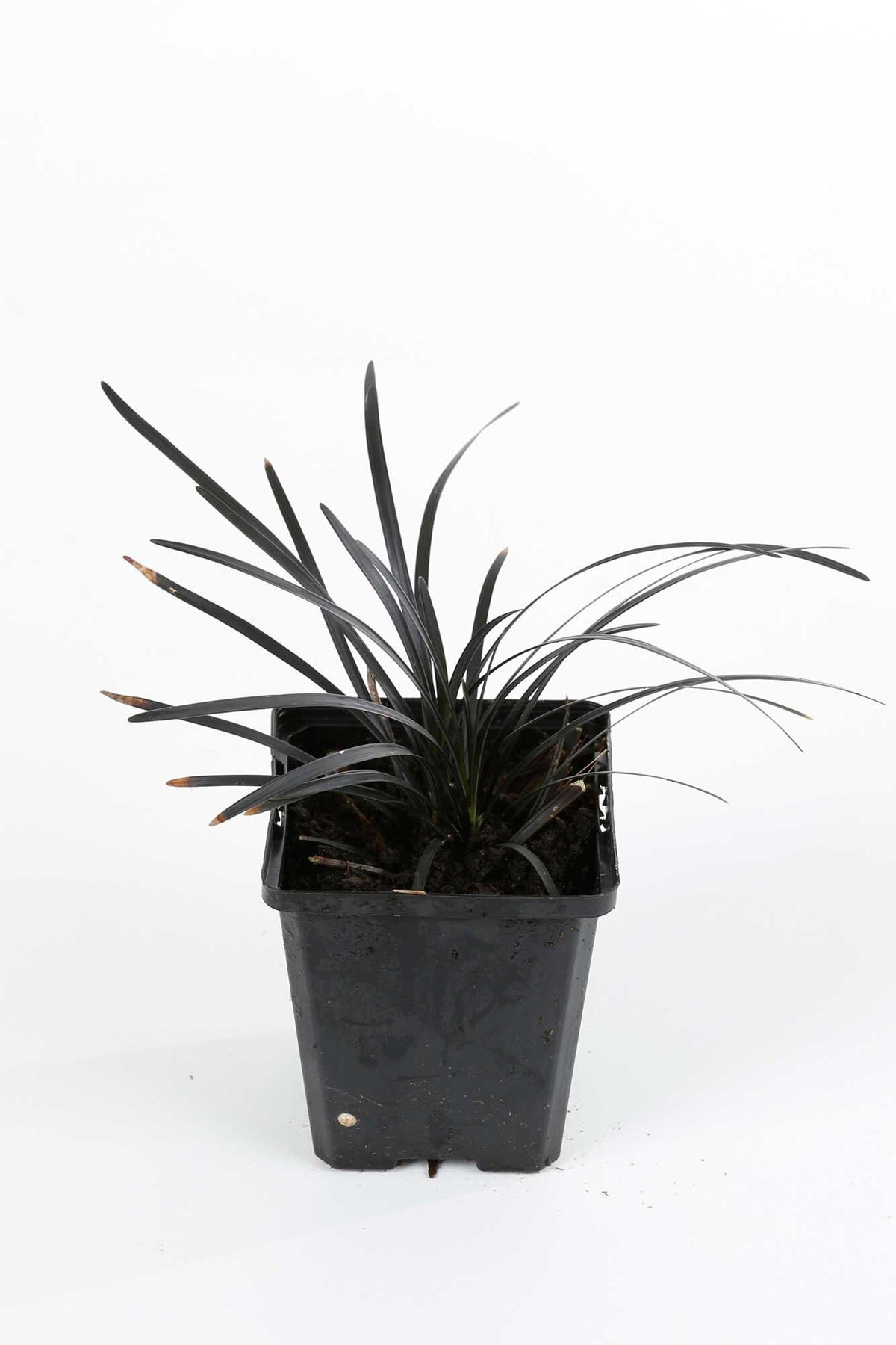 Ophiopogon Niger - Ophiopogon planiscapus Niger 10/15 cm Godet 9cm