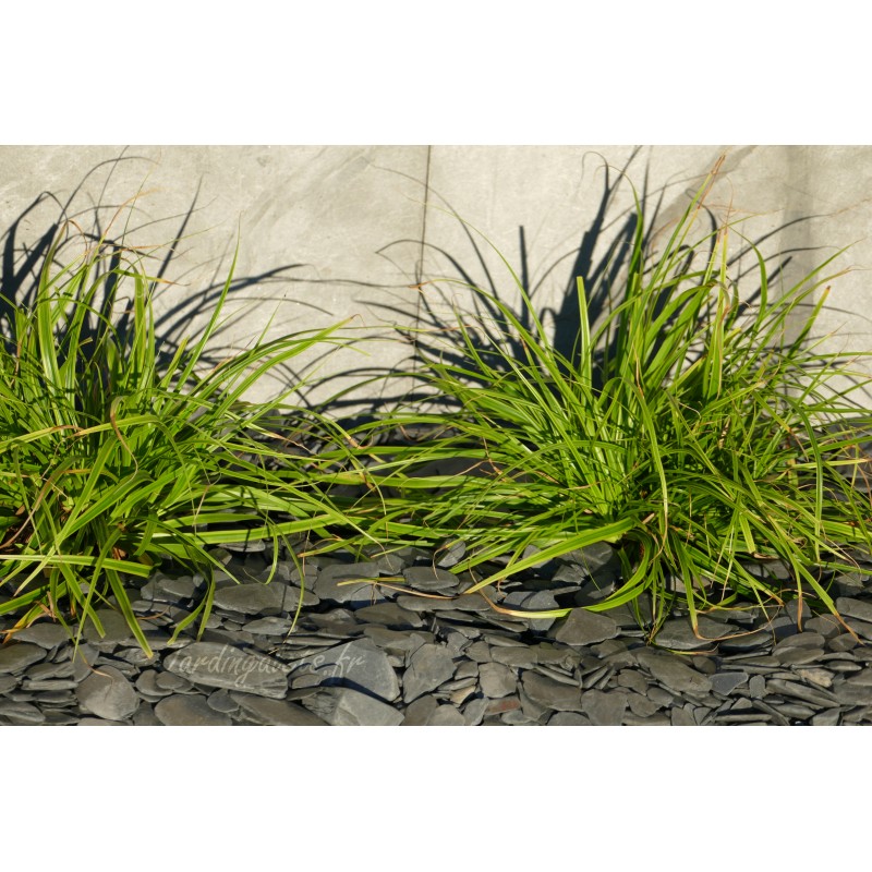 Paillage d'ardoise noir rondo 12/40