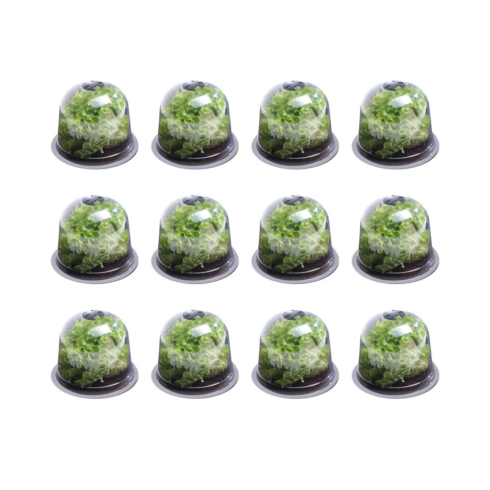 Cloches à salade - lot de 12