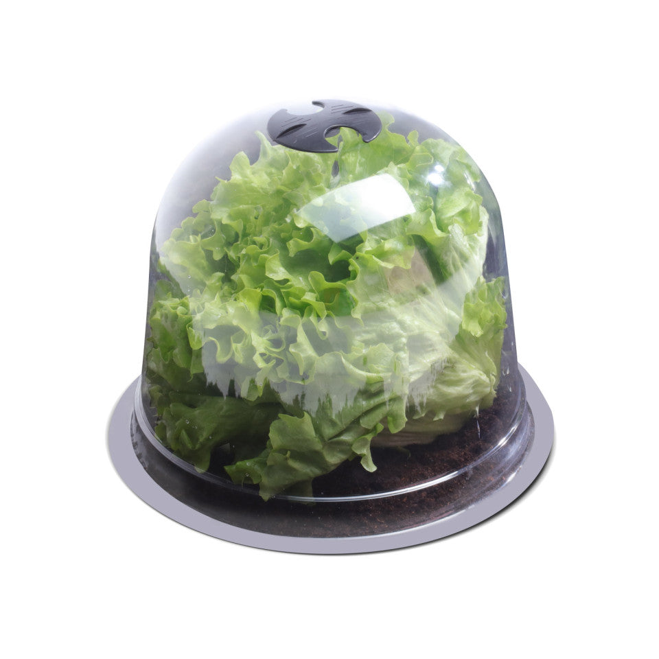 Cloches à salade - lot de 12