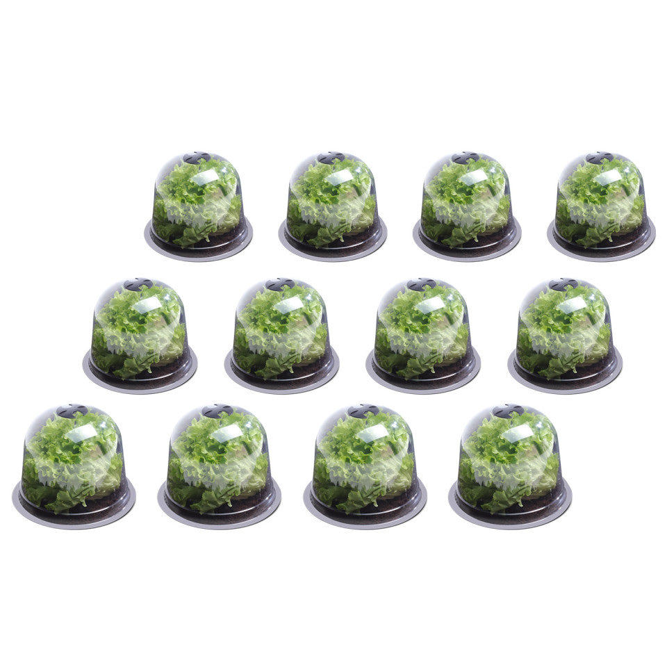 Cloches à salade - lot de 12