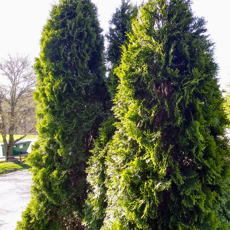 Thuya du Canada Smaragd - Thuja occidentalis Smaragd 80cm Pot 3L