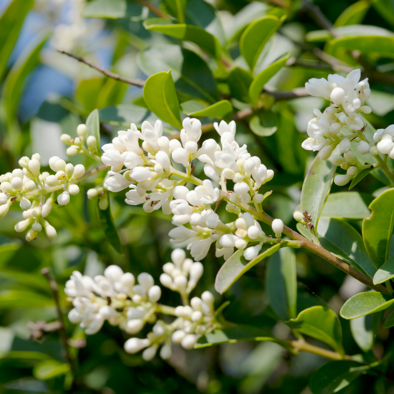 Troène commun - Ligustrum vulgare 80/100 cm Pot 3L