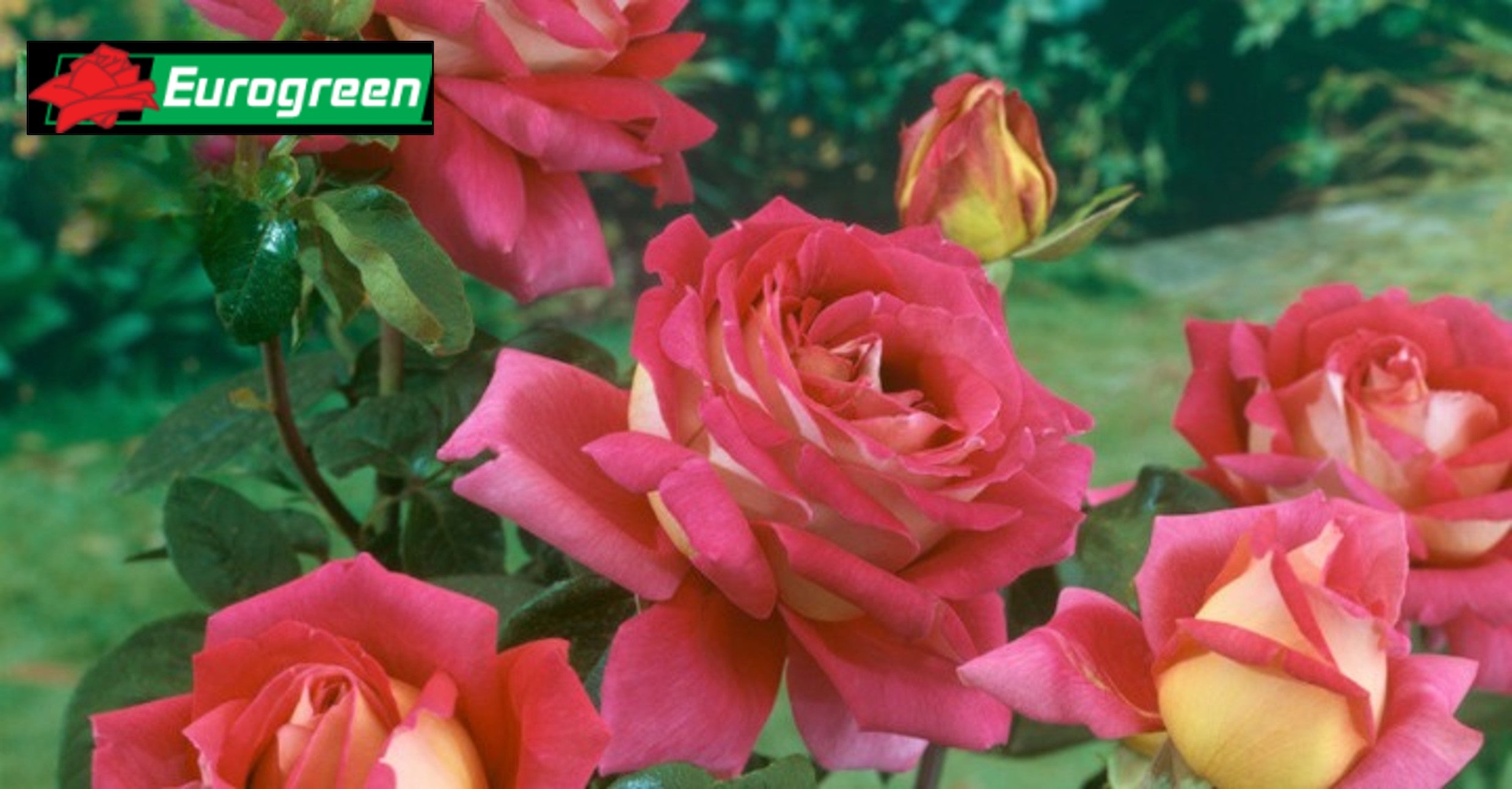 Eurogreen - Plantes d'extérieur