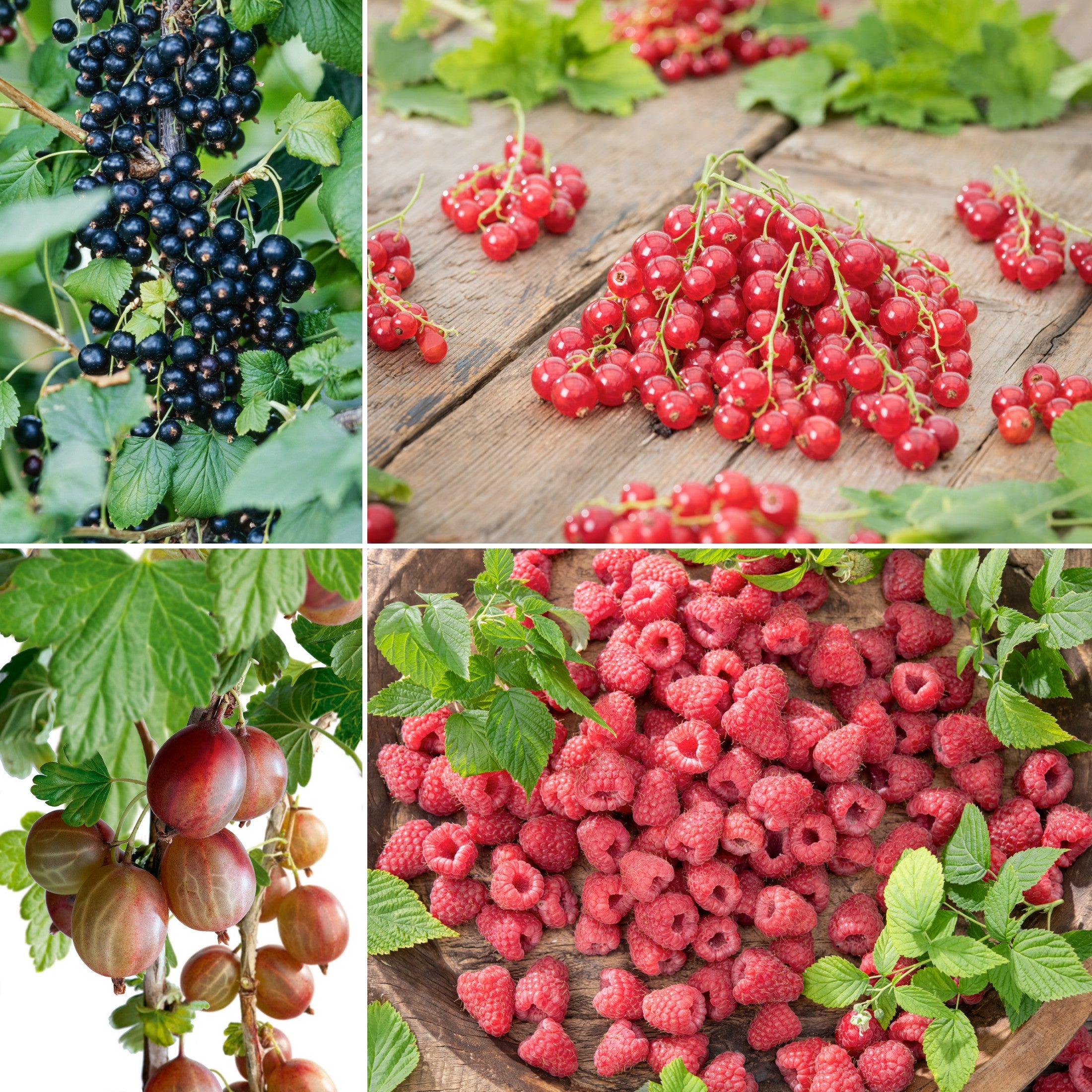 Lot de 4 plantes fruitières : 1 framboisier, 1 cassis, 1 groseillier rouge, 1 groseillier noir (30–38 cm)