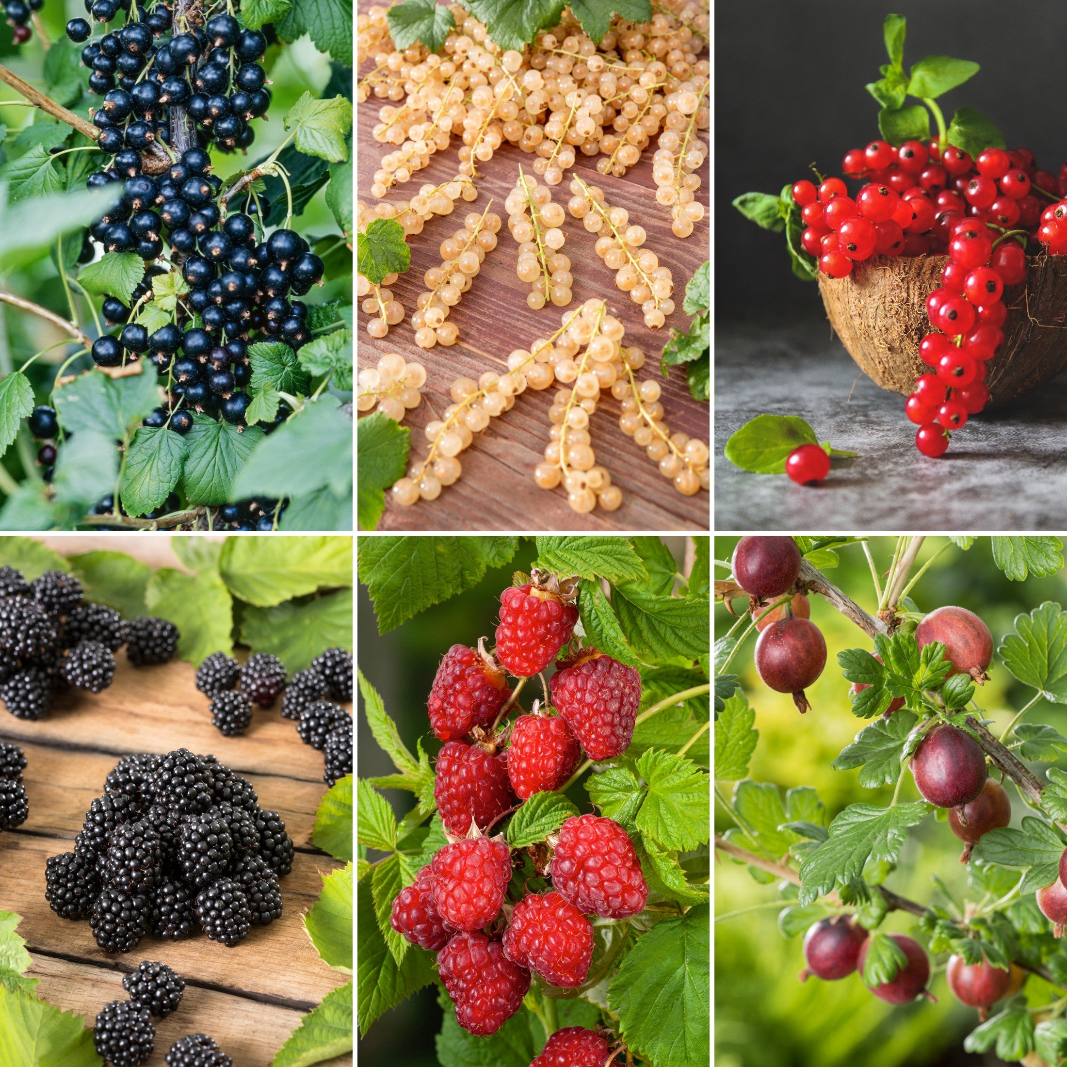 Lot de 8 plantes fruitières : 2 mûriers, 2 framboisiers, 1 cassis, 1 groseillier rouge, 1 groseillier noir, 1 groseillier vert (30–38 cm)