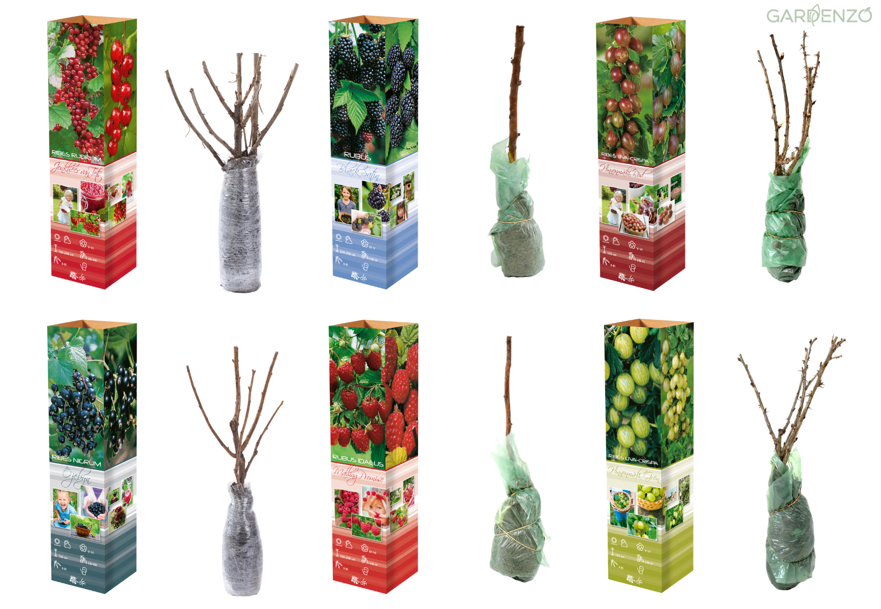 Lot de 8 plantes fruitières : 2 mûriers, 2 framboisiers, 1 cassis, 1 groseillier rouge, 1 groseillier noir, 1 groseillier vert (30–38 cm)