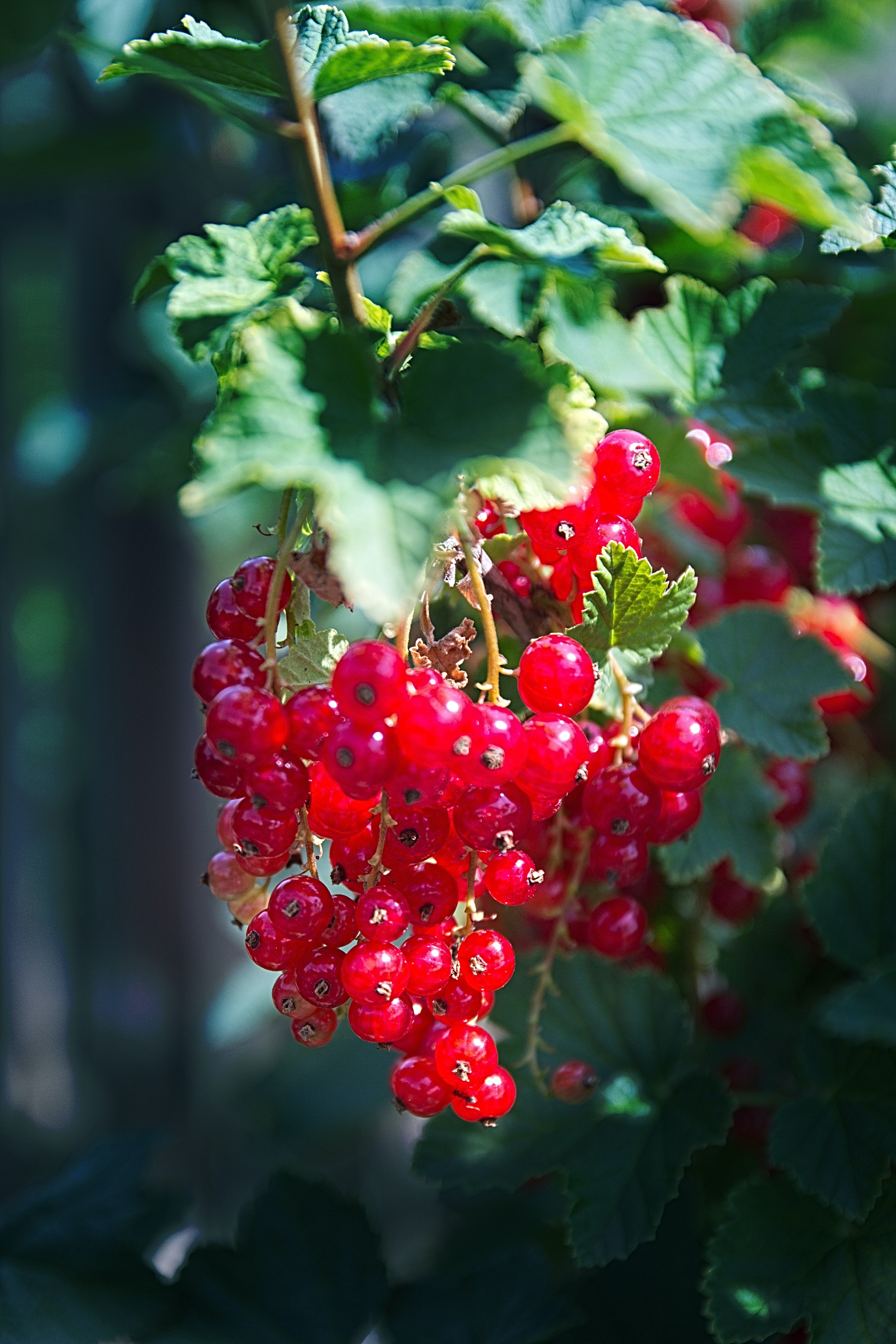 Lot de 25 plantes fruitières 30–38 cm : 20 fraisiers, 1 framboisier, 1 mûrier, 1 myrtillier, 1 groseillier, 1 cassis,