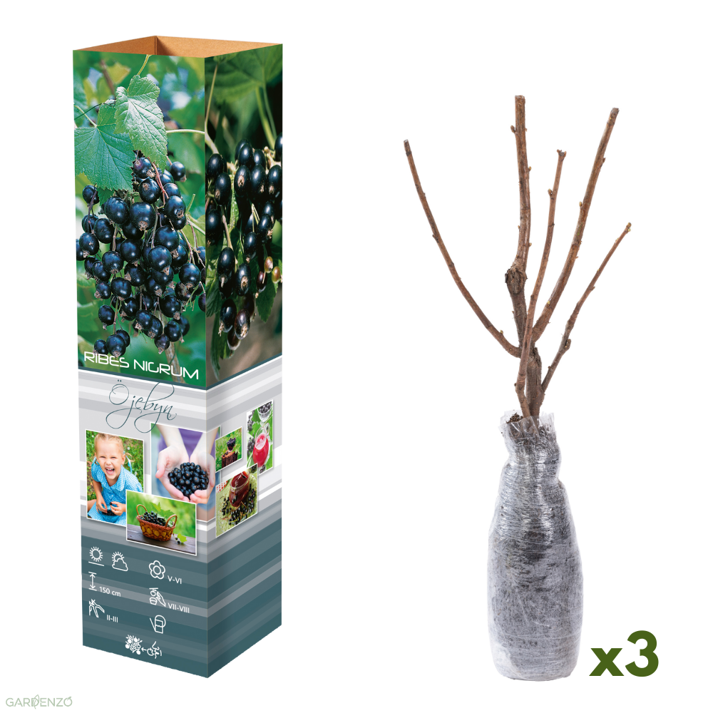Lot de 3 cassis sur tige 30–38 cm