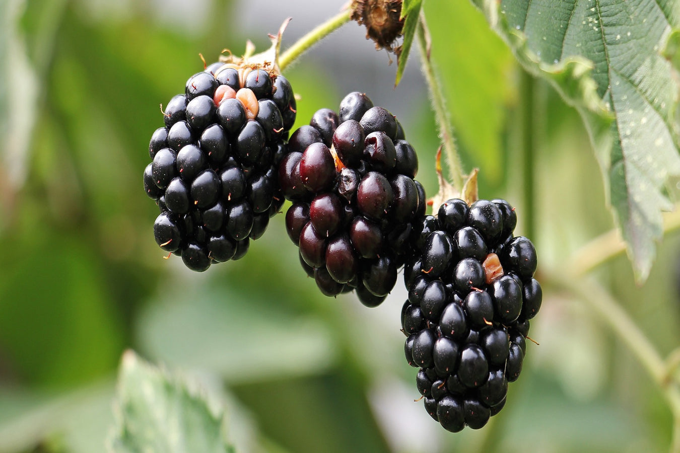 Lot de 25 plantes fruitières 30–38 cm : 20 fraisiers, 1 framboisier, 1 mûrier, 1 myrtillier, 1 groseillier, 1 cassis,