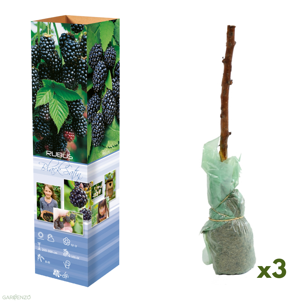 Lot de 3 plants de mûriers - 30-38 cm