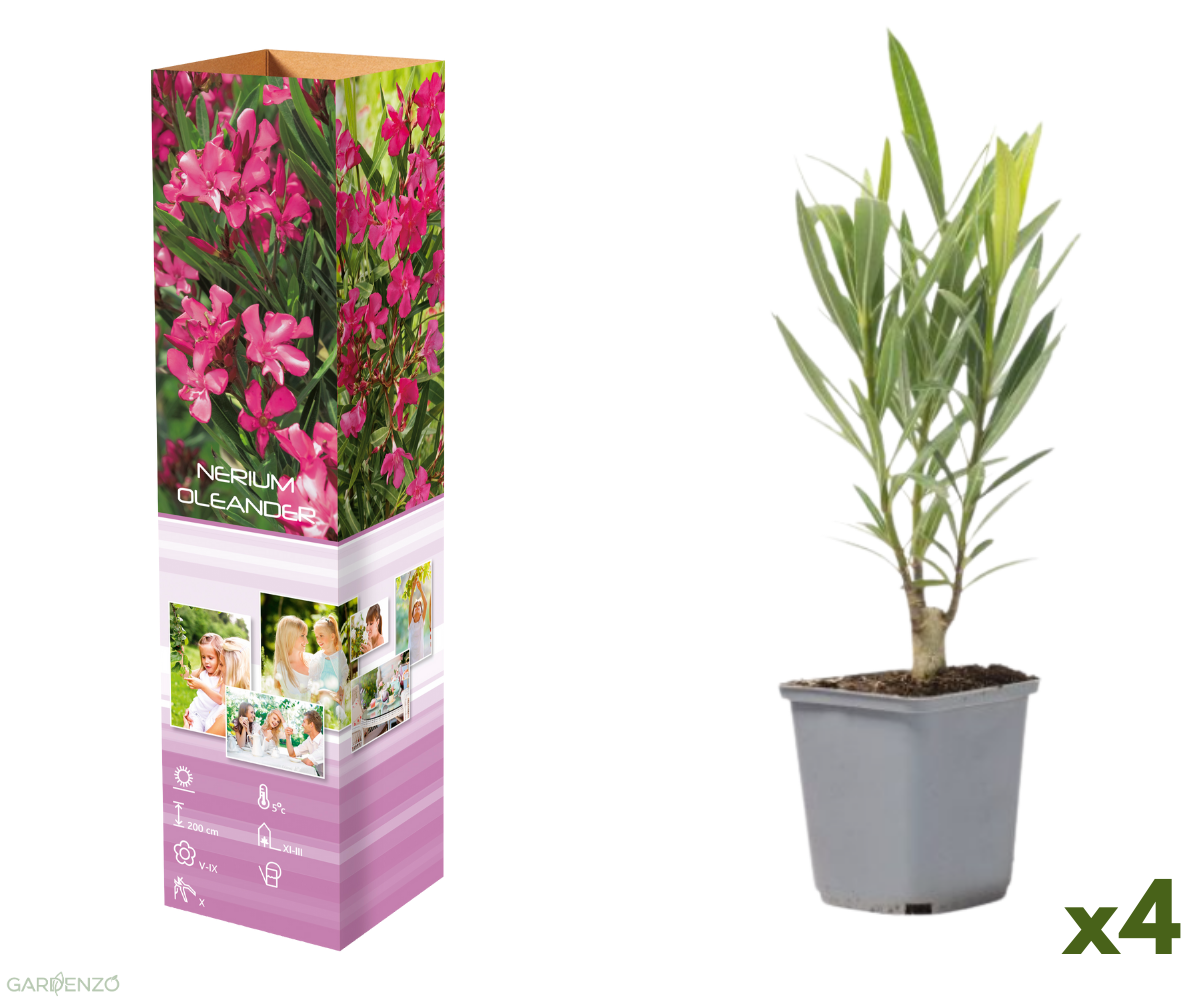 Lot de 4 lauriers roses - fleurs roses 25-38 cm