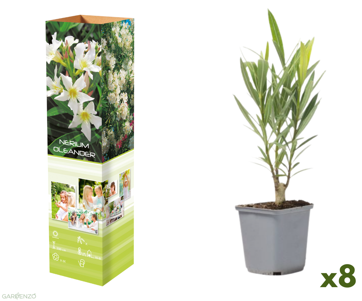 Lot de 8 lauriers roses - Fleurs blanches 25-38 cm
