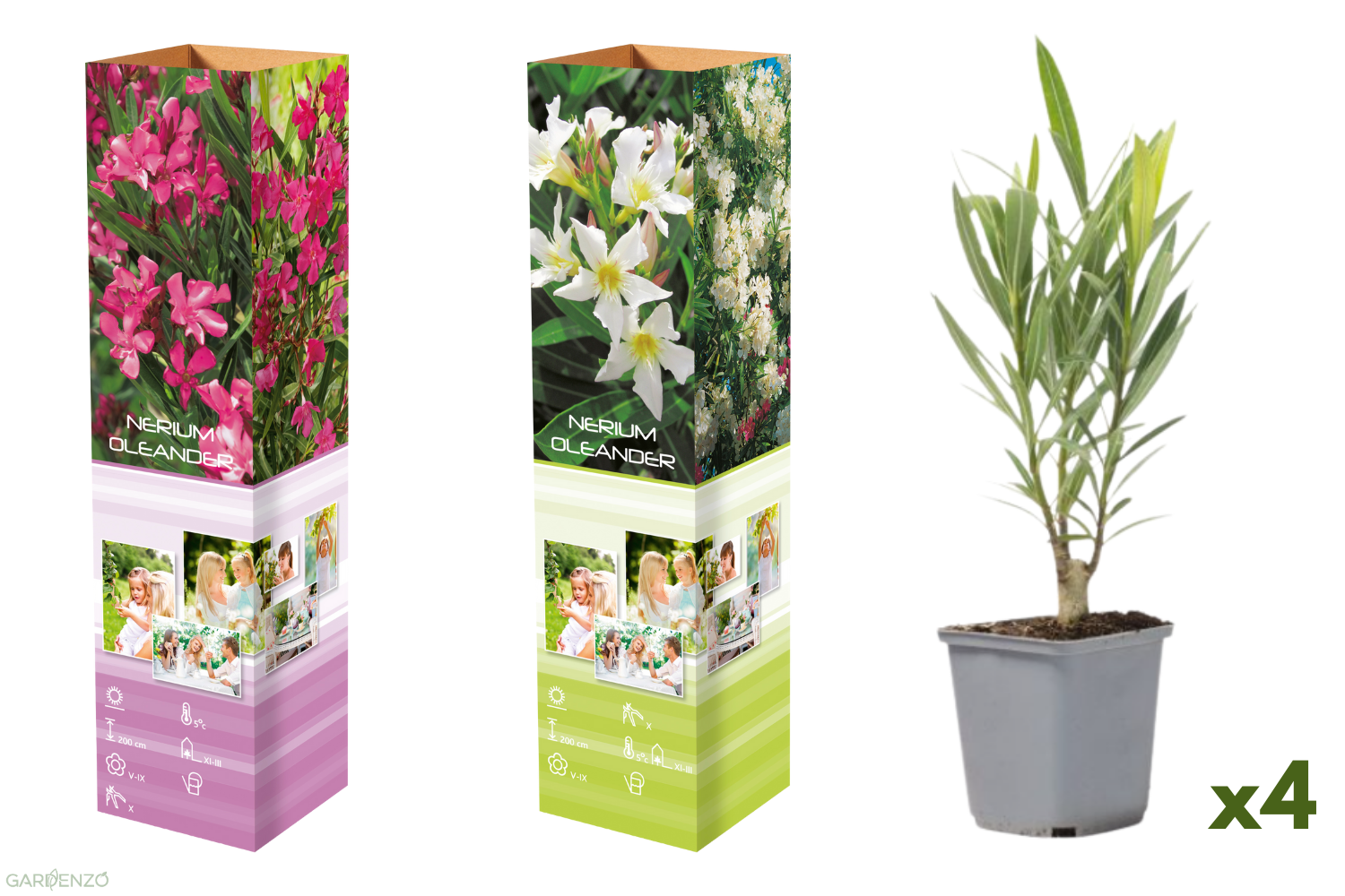 Lot de 4 lauriers roses - 2 fleurs roses et  2 fleurs blanches 25-38 cm