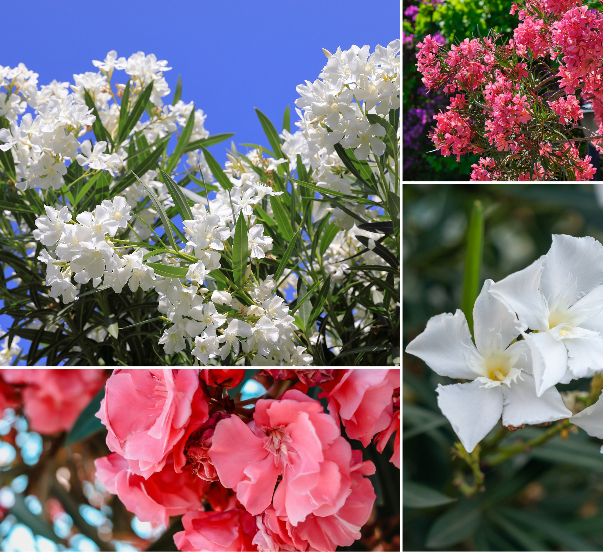 Lot de 4 lauriers roses - 2 fleurs roses et  2 fleurs blanches 25-38 cm