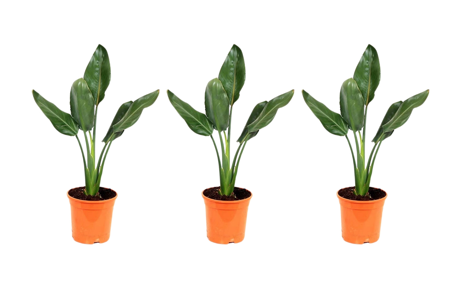 Lot de 3 Strelitzia Reginae