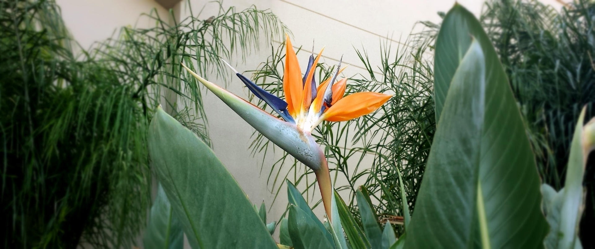 Lot de 6 Strelitzia Reginae Fleurs du Paradis - 25-38 cm