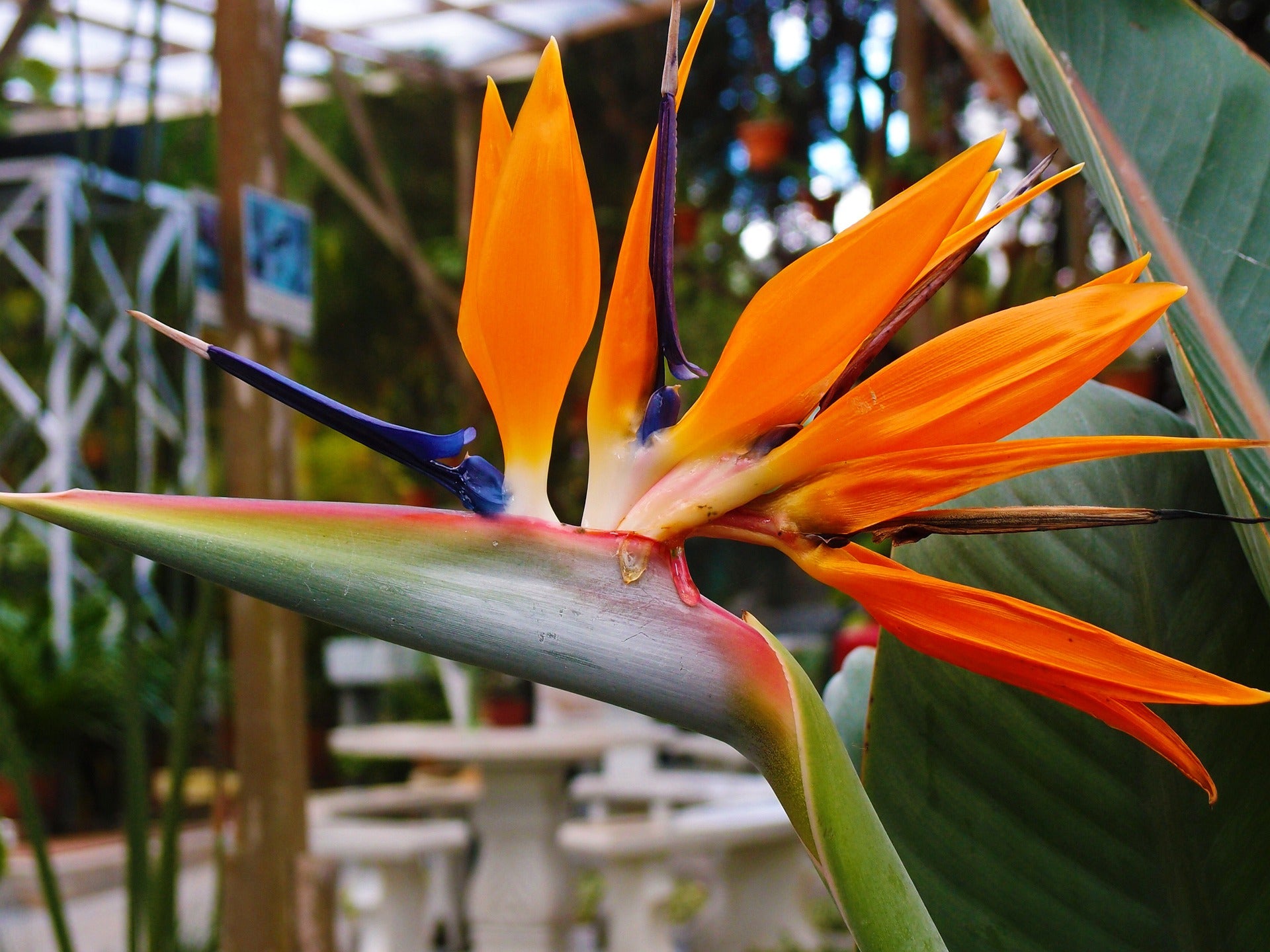 Lot de 6 Strelitzia Reginae Fleurs du Paradis - 25-38 cm