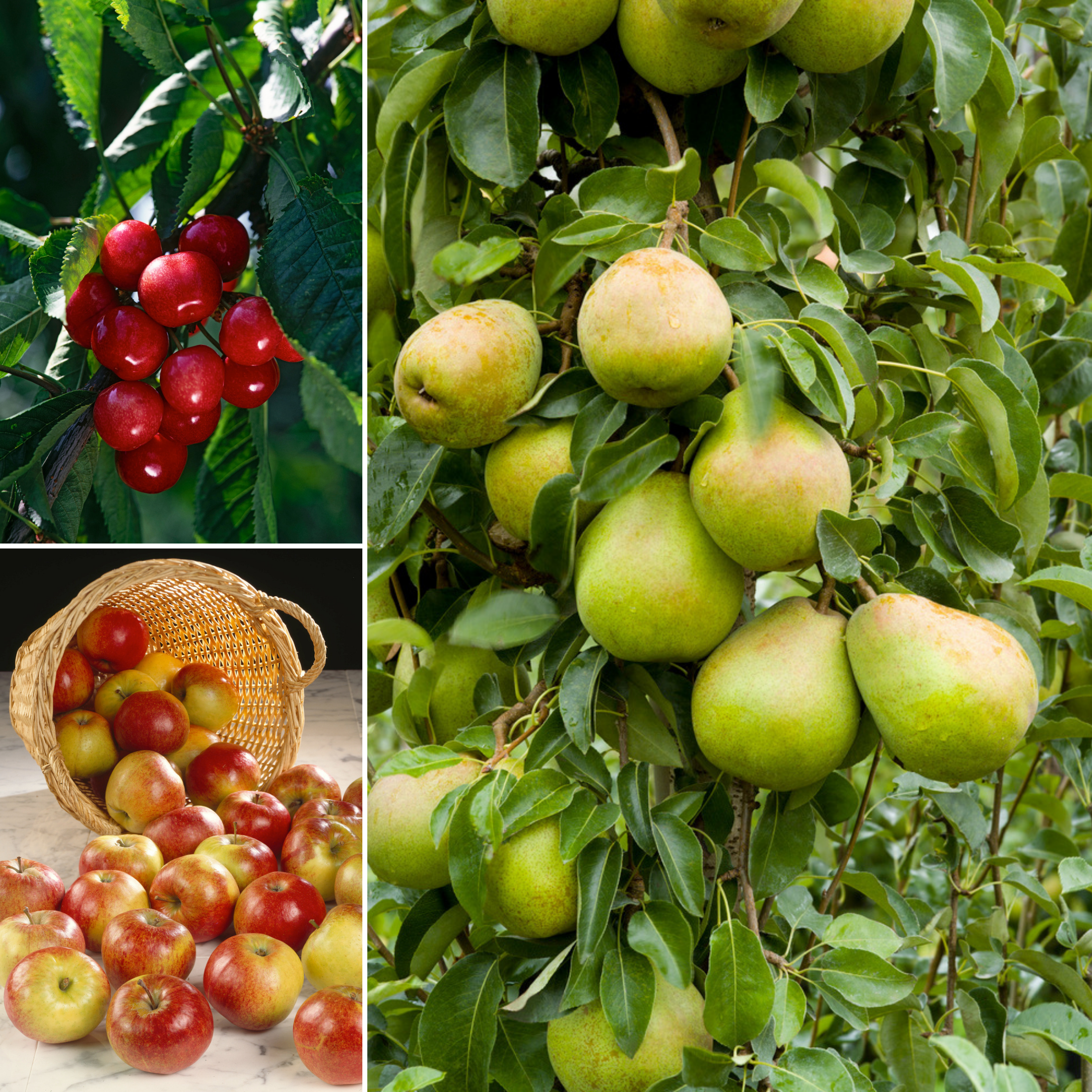 Lot de 3 arbres fruitiers XXL  1 pommier, 1 poirier & 1 cerisier - 140-170 cm
