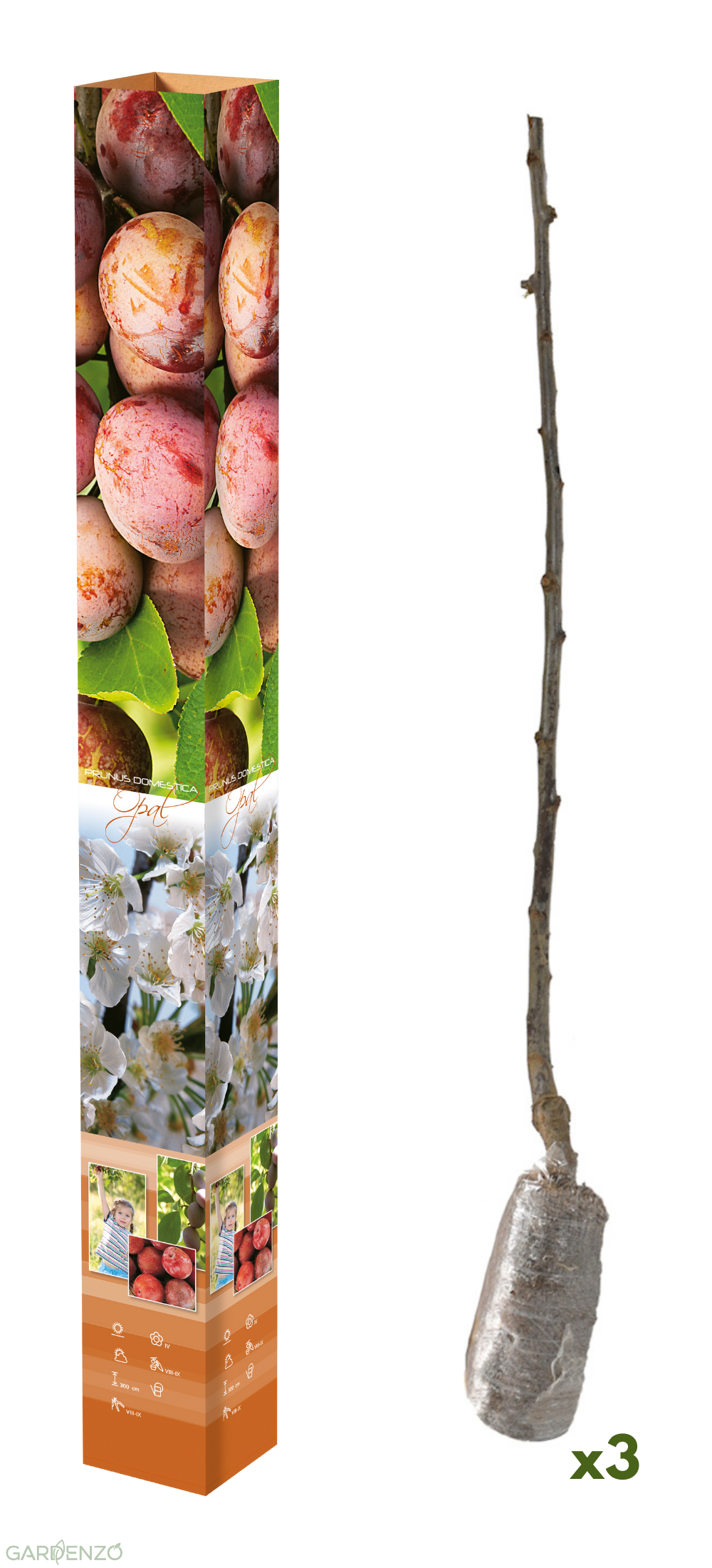 Lot de 3 pruniers (Opal) - 85-93 cm