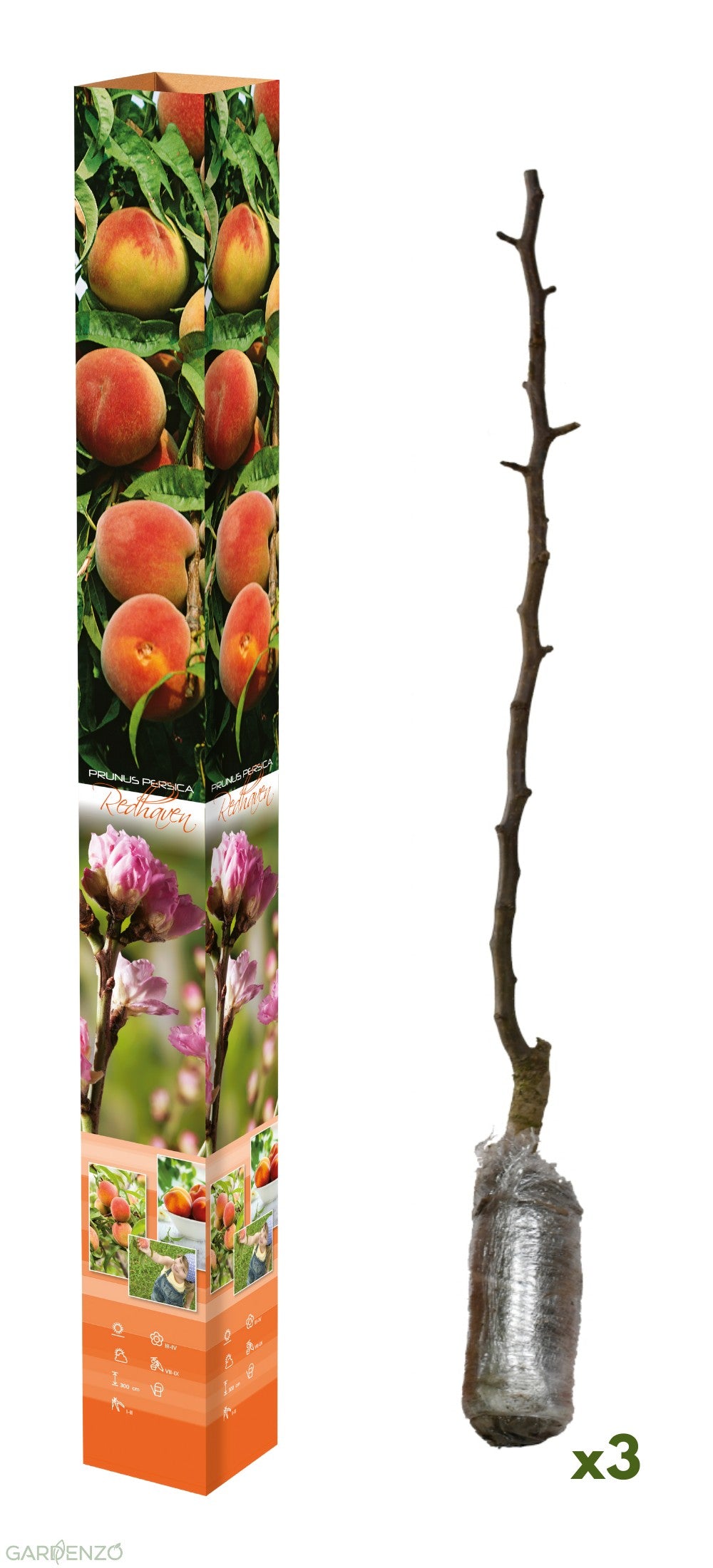 Lot de 3 pêchers Redhaven - 85–93 cm