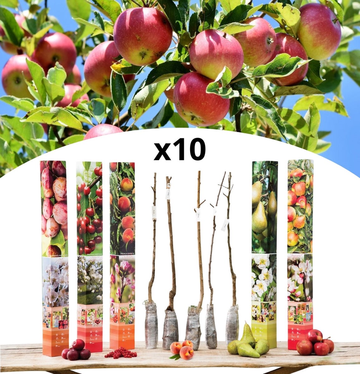 Lot de 10 arbres fruitiers 85-93 cm - 2 pommiers (Jonagold), 2 poiriers (Conférence), 2 cerisiers (Griotte), 2 pruniers (Opal), 2 pêchers (Red Haven)