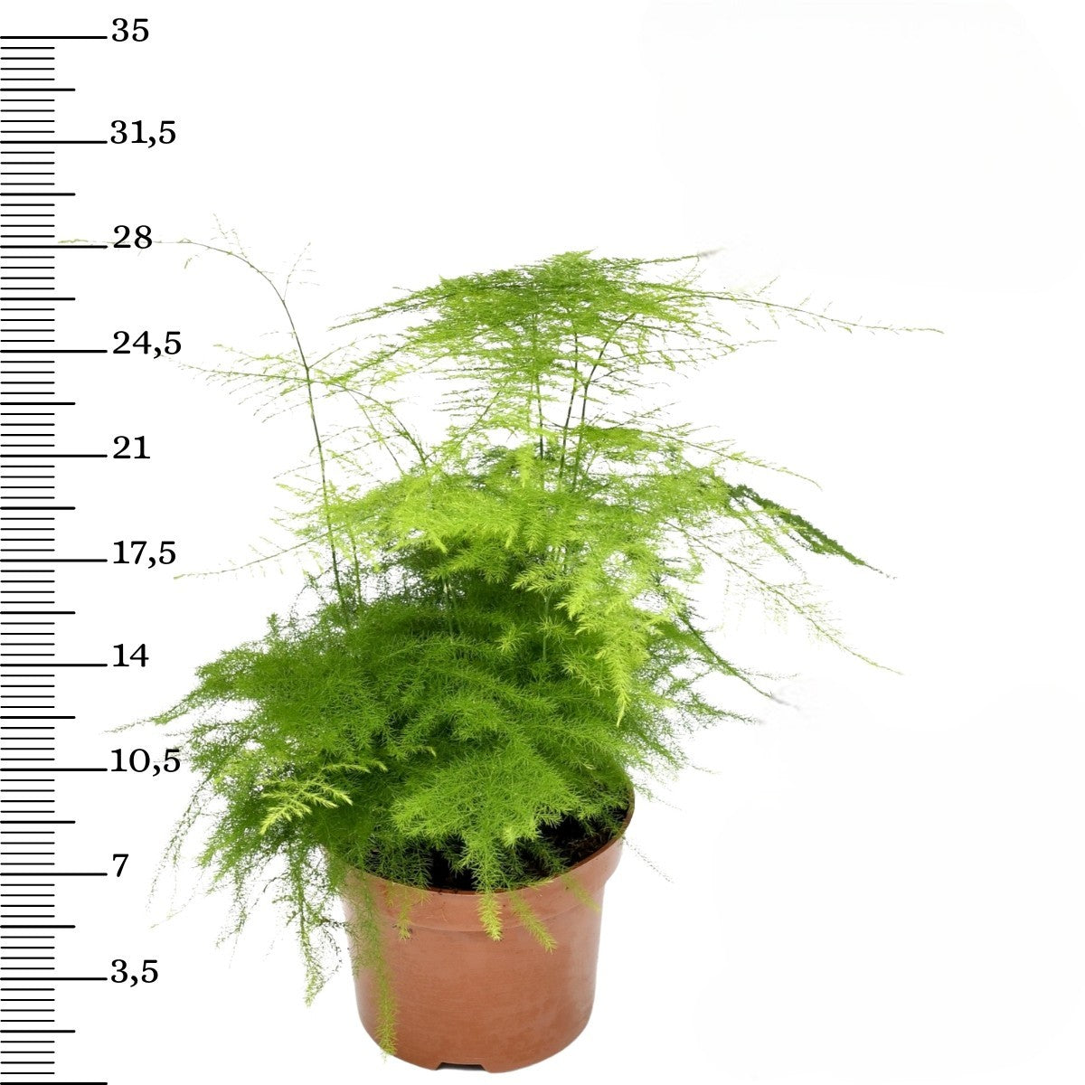 Mix premium de 4 plantes d'intérieur (1x Asparagus Plumosus, 1x Dracaena 'Compacta', 1x Syngonium Arrow, 1x Nephrolepis Boston) 20-30 cm