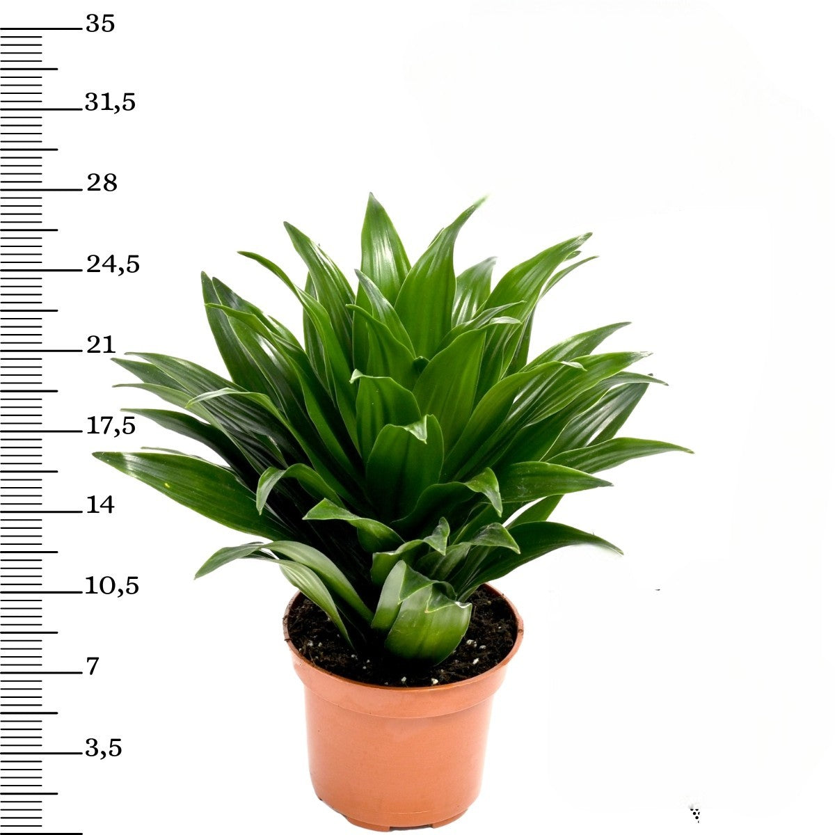 Mix premium de 4 plantes d'intérieur (1x Asparagus Plumosus, 1x Dracaena 'Compacta', 1x Syngonium Arrow, 1x Nephrolepis Boston) 20-30 cm
