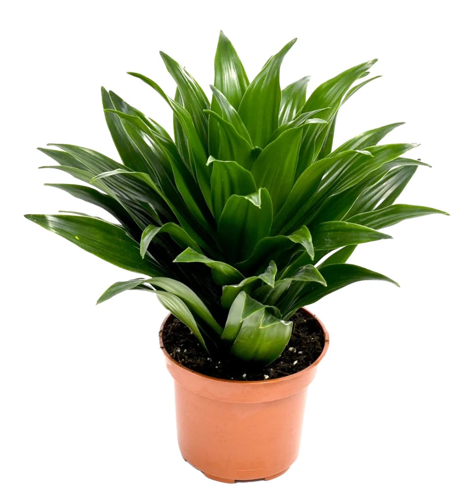 Mix premium de 4 plantes d'intérieur (1x Asparagus Plumosus, 1x Dracaena 'Compacta', 1x Syngonium Arrow, 1x Nephrolepis Boston) 20-30 cm