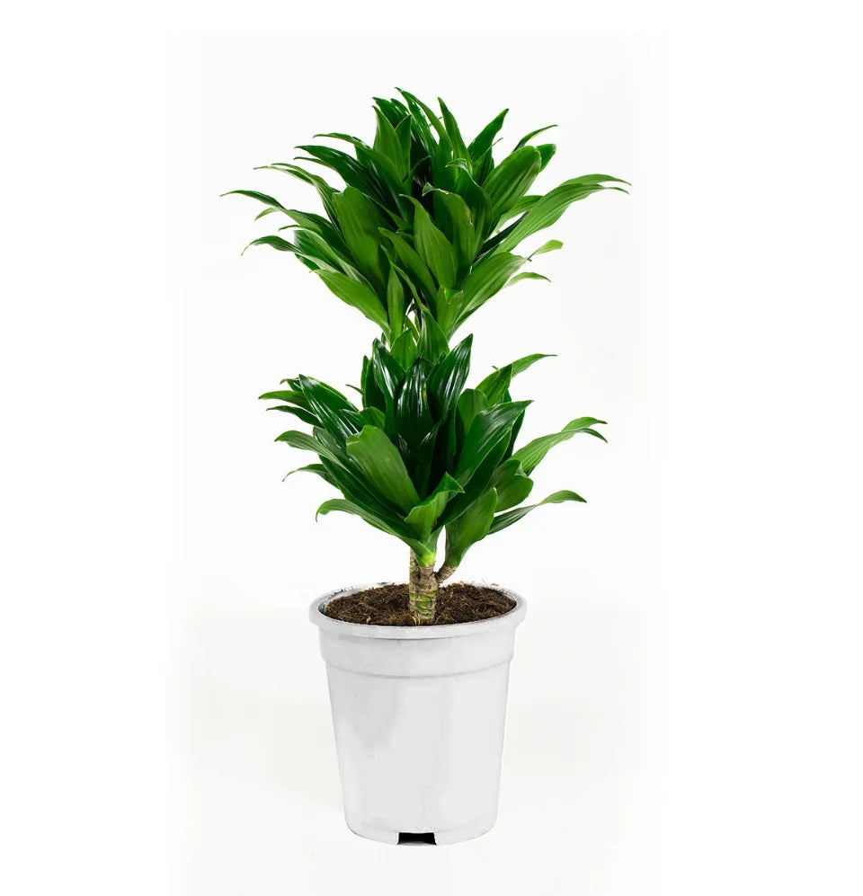 Mix premium de 4 plantes d'intérieur (1x Asparagus Plumosus, 1x Dracaena 'Compacta', 1x Syngonium Arrow, 1x Nephrolepis Boston) 20-30 cm