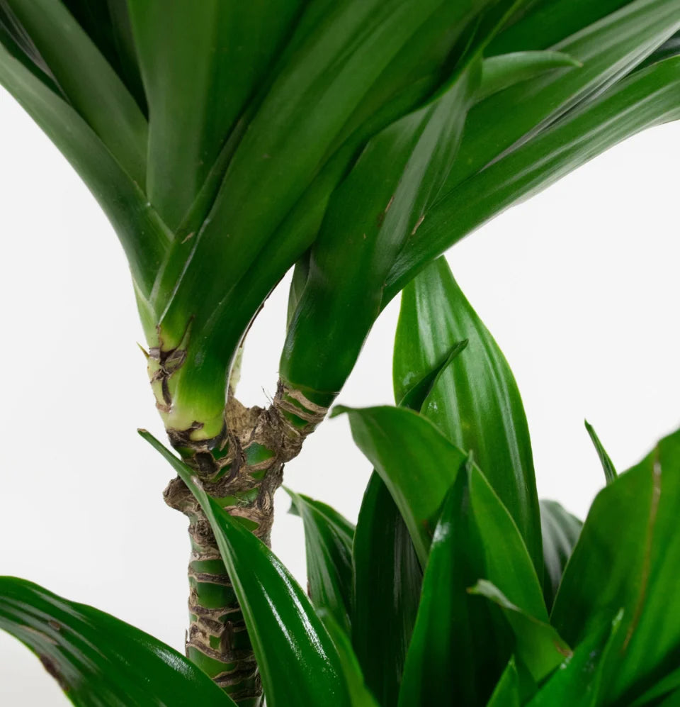 Mix premium de 4 plantes d'intérieur (1x Asparagus Plumosus, 1x Dracaena 'Compacta', 1x Syngonium Arrow, 1x Nephrolepis Boston) 20-30 cm