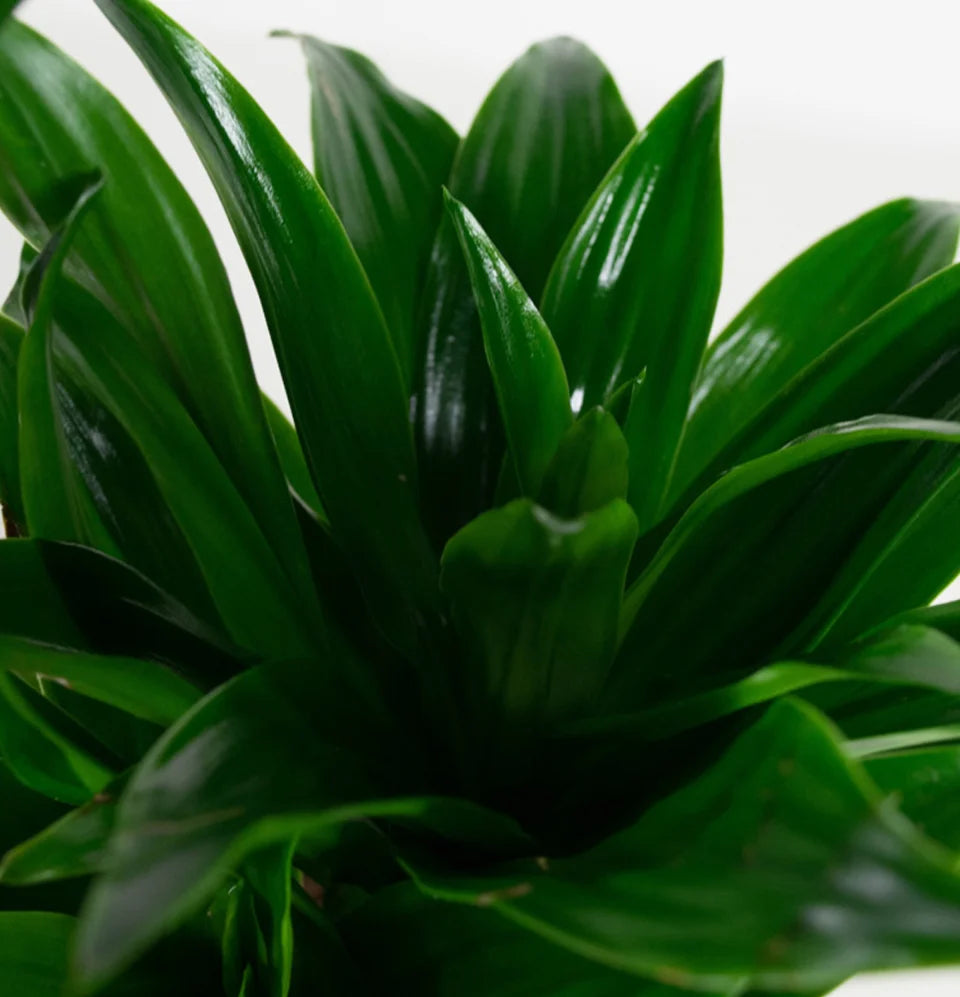 Mix premium de 4 plantes d'intérieur (1x Asparagus Plumosus, 1x Dracaena 'Compacta', 1x Syngonium Arrow, 1x Nephrolepis Boston) 20-30 cm