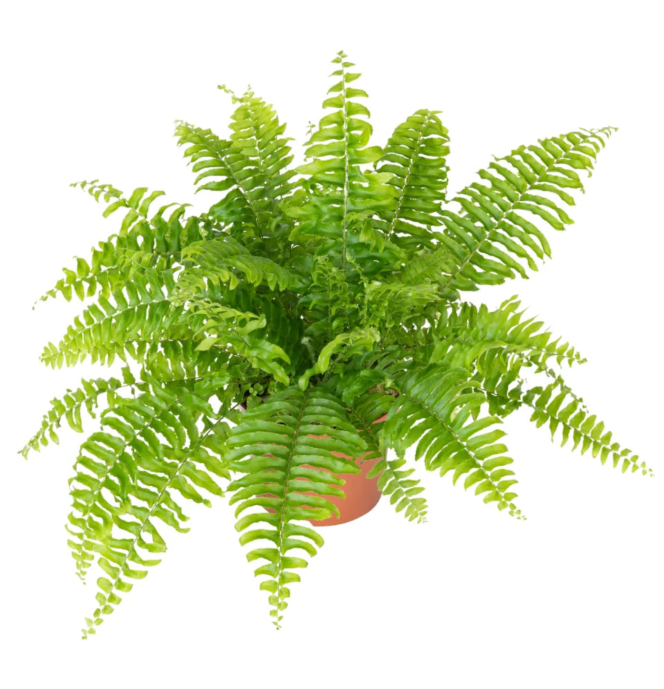 Mix premium de 4 plantes d'intérieur (1x Asparagus Plumosus, 1x Dracaena 'Compacta', 1x Syngonium Arrow, 1x Nephrolepis Boston) 20-30 cm