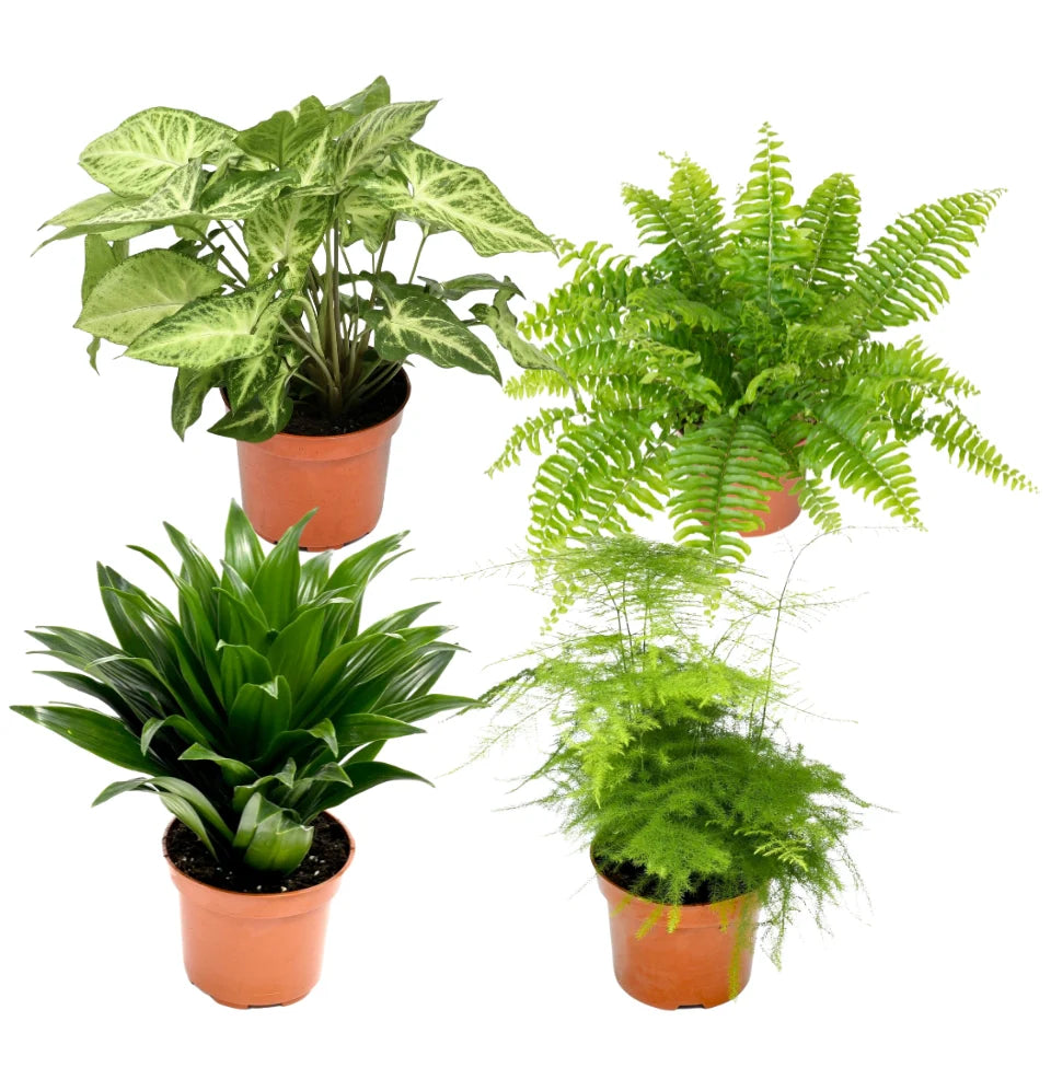 Mix premium de 4 plantes d'intérieur (1x Asparagus Plumosus, 1x Dracaena 'Compacta', 1x Syngonium Arrow, 1x Nephrolepis Boston) 20-30 cm