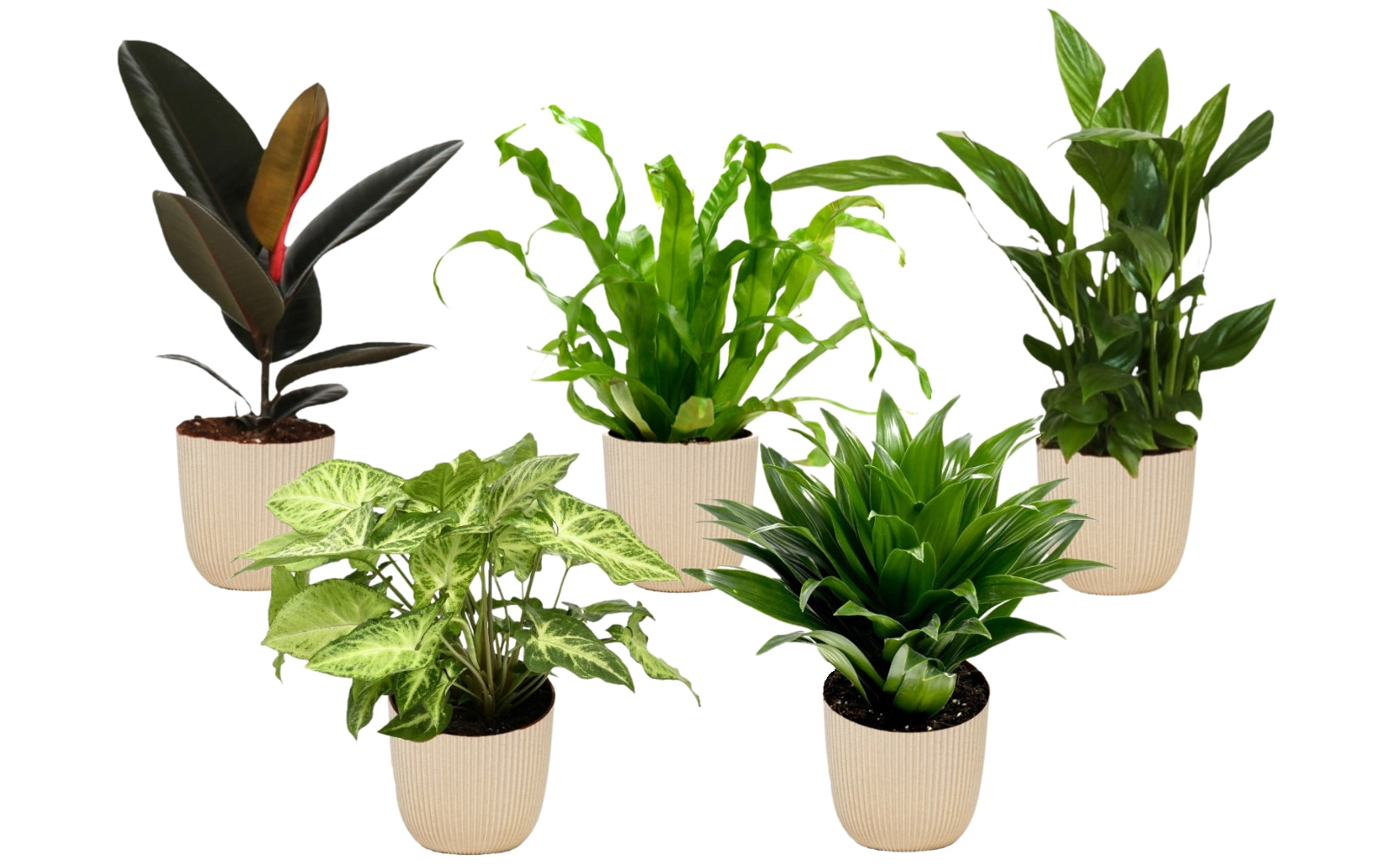 Ensemble de 5 plantes d'intérieur purificatrices d'air (1x Dracaena Compacta, 1x Ficus elastica Robusta, 1x Syngonium Arrow, 1x Spathiphyllum Korto, 1x Asplenium Antiquum) 25-45 cm