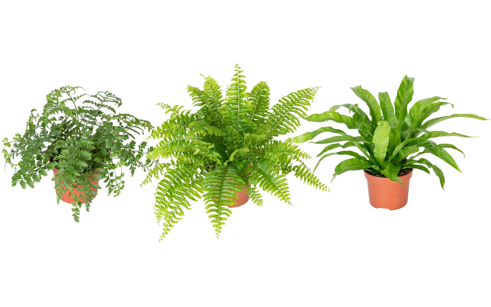 Set de 3 plantes d'intérieur fougères