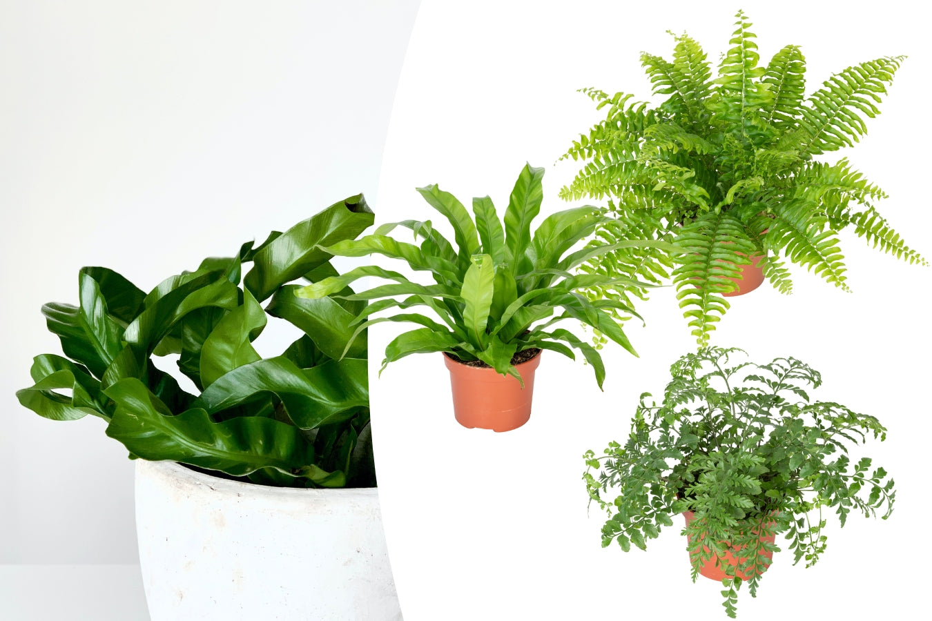Set de 3 plantes d'intérieur fougères