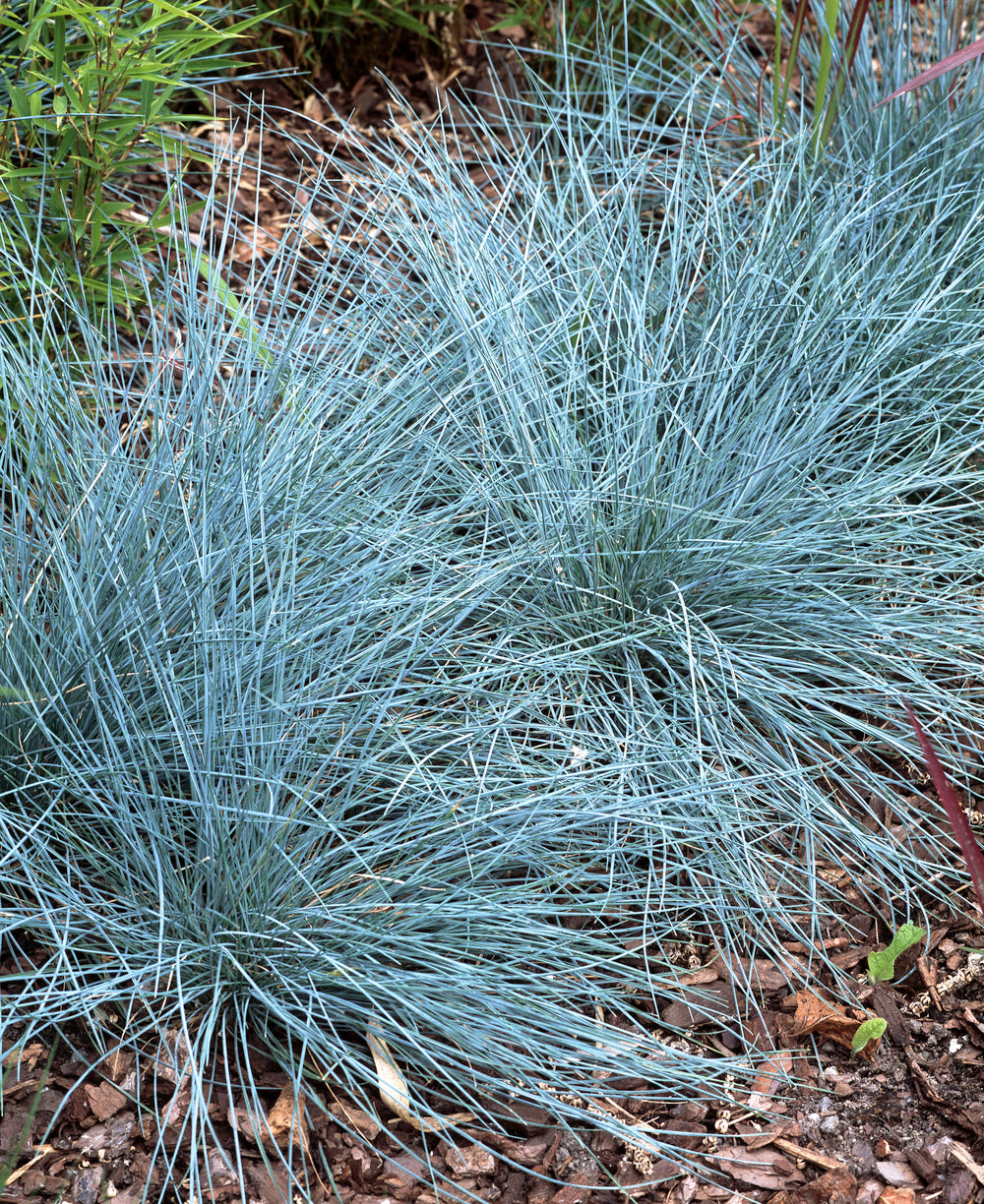 Lot de 8 graminées : 2 Stipa, 2 Pennisetum, 2 Imperata, 2 Festuca - 20-38 cm