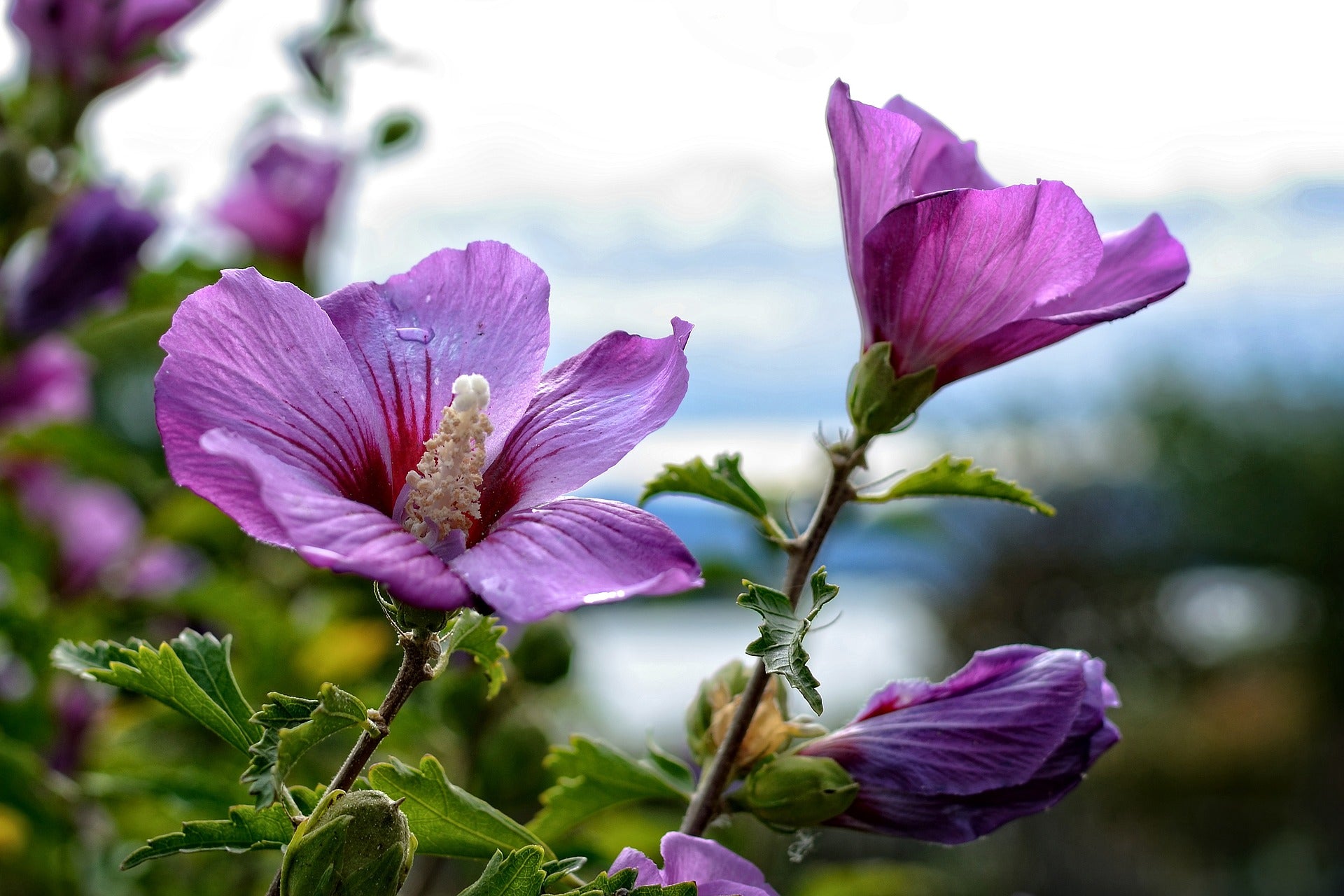 Lot de 4 arbustes d'ornement XL : 1 Hibiscus, 1 Weigelia, 1 Deutzia, 1 Forsythia  - 30-38 cm