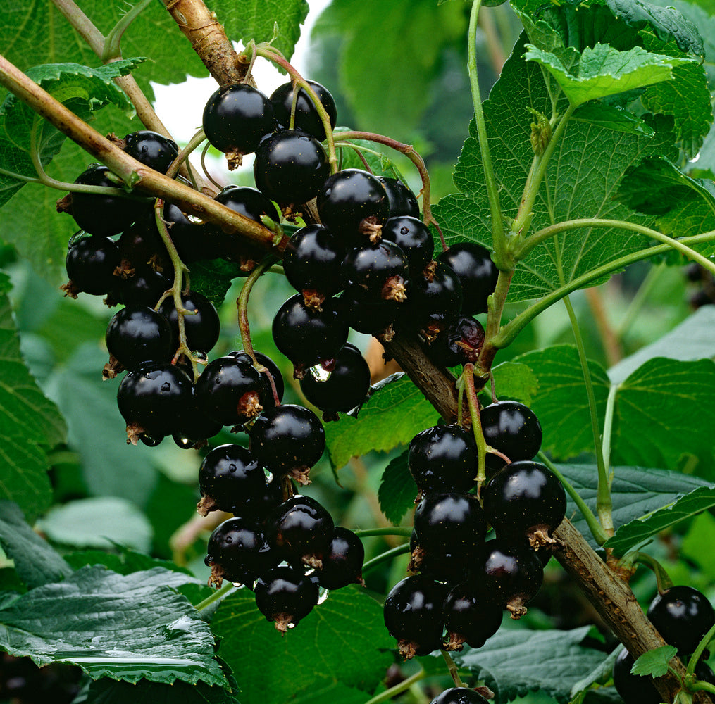 Lot de 25 plantes fruitières 30–38 cm : 20 fraisiers, 1 framboisier, 1 mûrier, 1 myrtillier, 1 groseillier, 1 cassis,