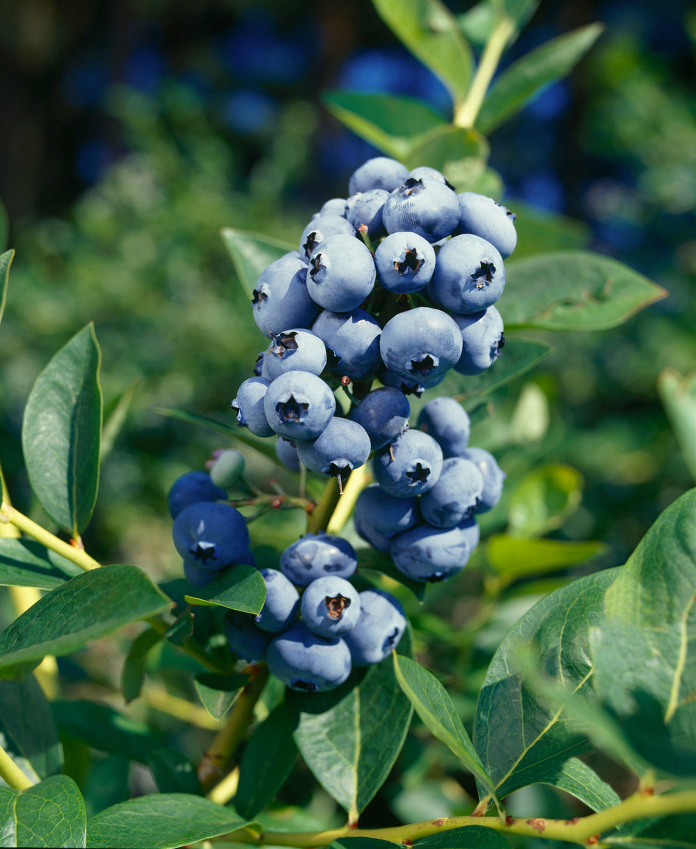 Lot de 25 plantes fruitières 30–38 cm : 20 fraisiers, 1 framboisier, 1 mûrier, 1 myrtillier, 1 groseillier, 1 cassis,