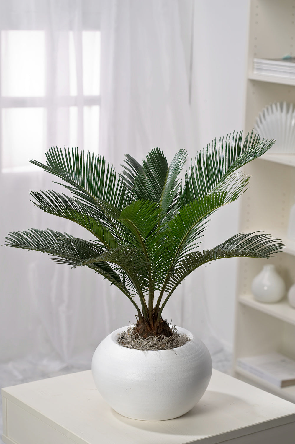 2 palmiers Cycas du Japon - Grands (60-70 cm)