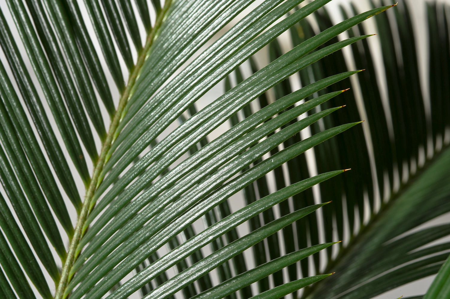 2 palmiers Cycas du Japon - Grands (60-70 cm)