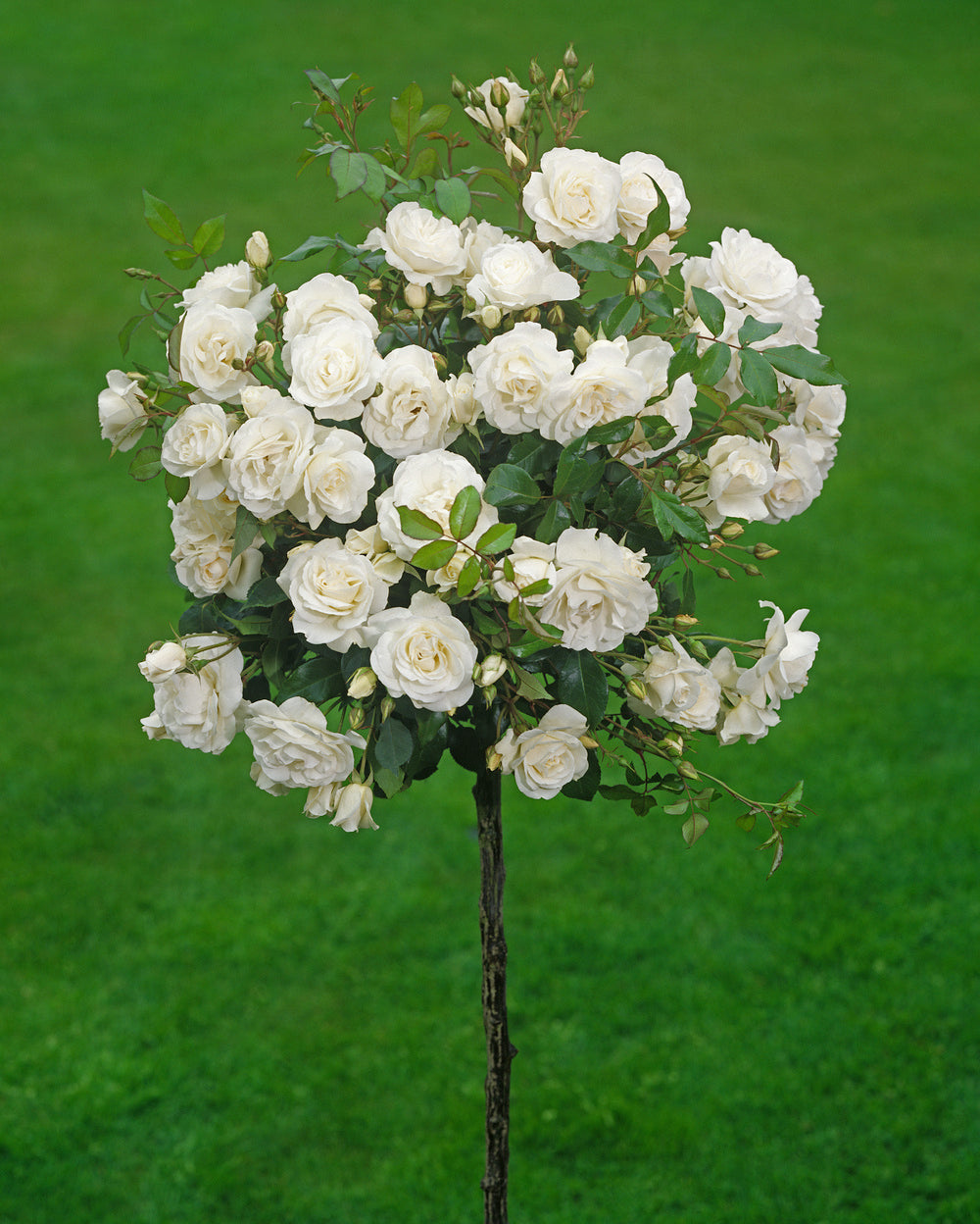 Lot de 3 mini rosiers : 1 blanc, 1 rouge, 1 jaune/rouge - 55-70 cm