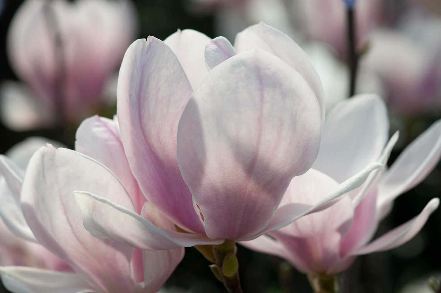 Lot de 6 magnolias Soulangeana - 30-38 cm